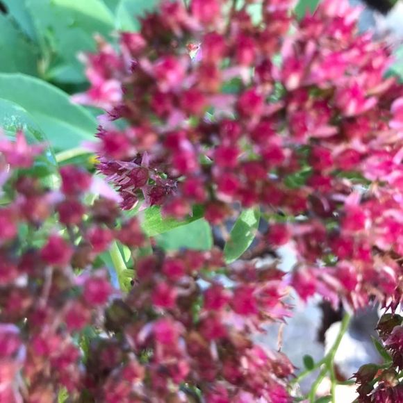 Meet your Posher, Jodi - Picture 1 of 1